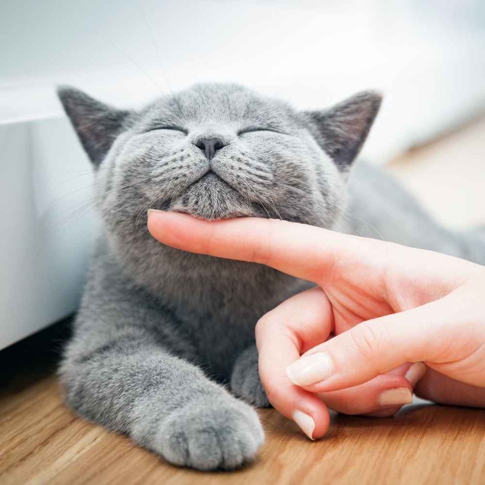 Meet your Posher, Eva